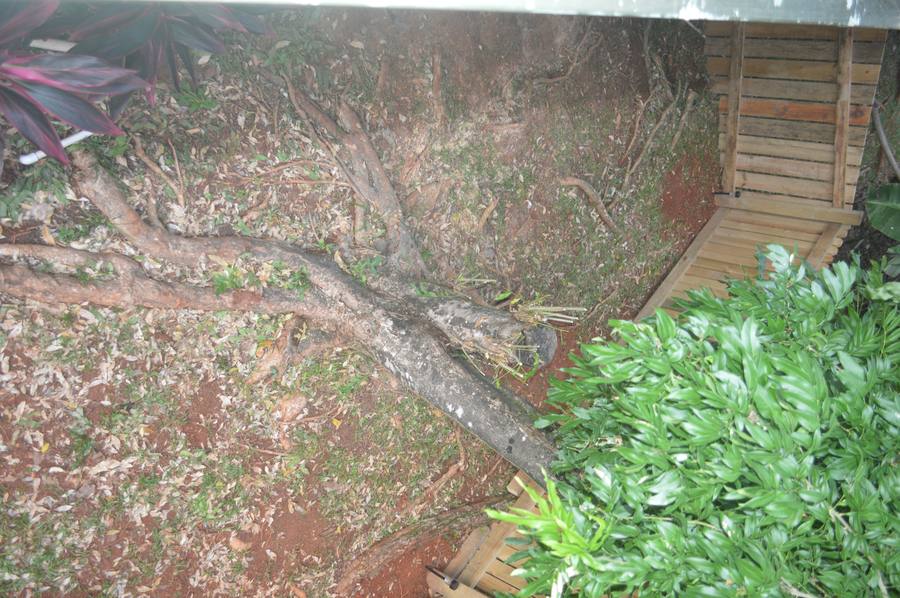 Yard cleanup around tree roots