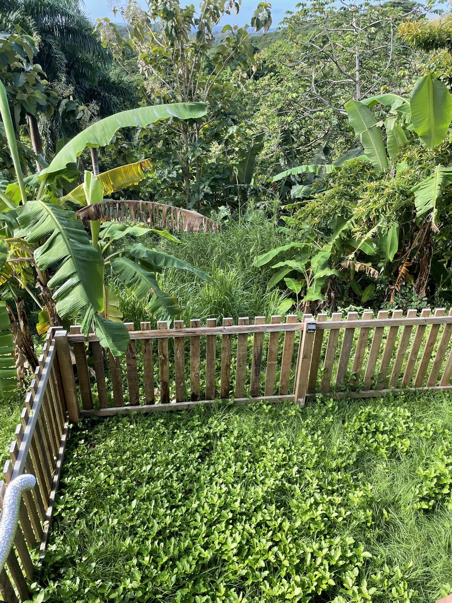 Finished fence against tropical landscaping